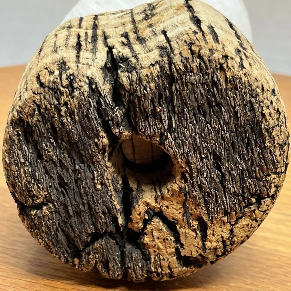 Vtg Natural Sea Moon Snail Rustic Resting Cork Base Nautical Home Decor Beach
